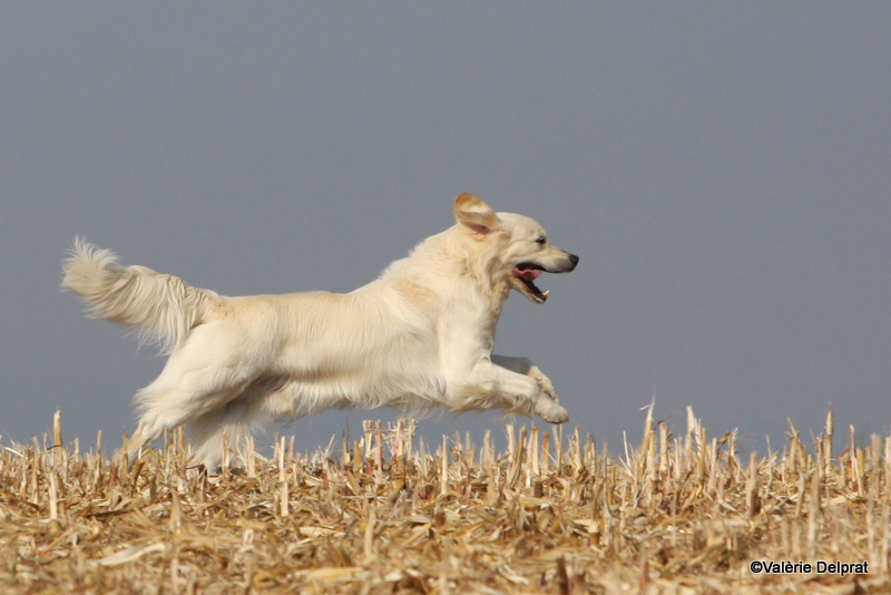 Field Erstein 09 (124).JPG